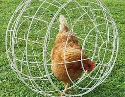 মুরগি মুভিং খাঁচা ৪০ সেন্টিমিটার