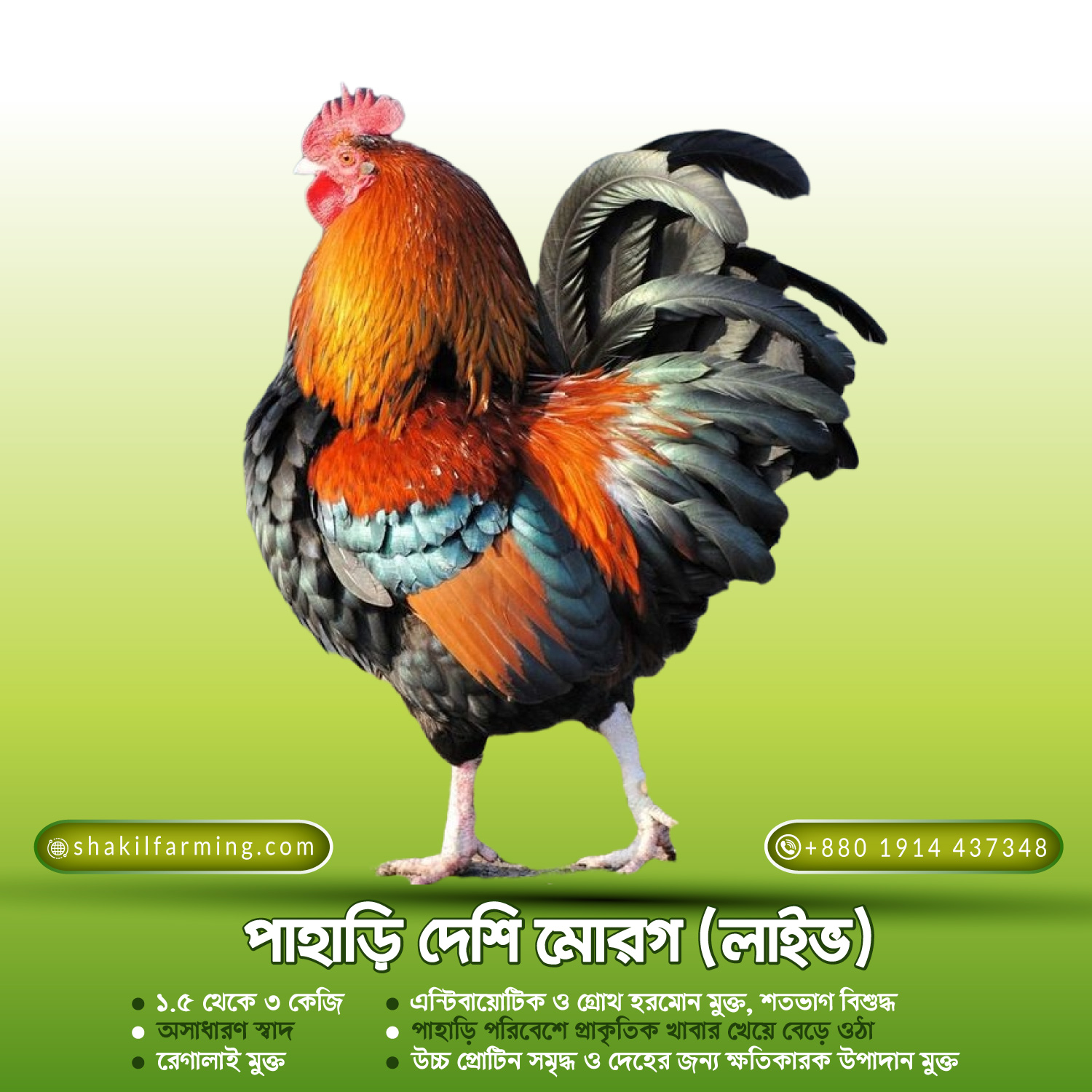 পাহাড়ি দেশি মোরগ (লাইভ)