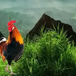 পাহাড়ি মোরগ (জীবন্ত) ২ কেজি