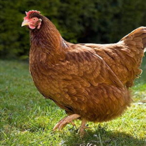 পাহাড়ি মুরগি (জীবন্ত) ২ কেজি