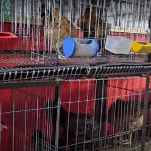 মুরগির পানির পাত্র