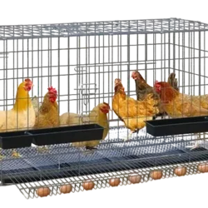 লেয়ার মুরগির খাঁচা
