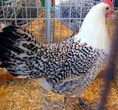 ফাওমি মুরগির বাচ্চা (১ দিনের)