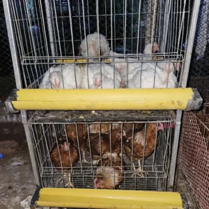 সকল প্রকার ডিম ও মাংসের মুরগির কমপ্লিট খাঁচা