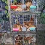 সকল প্রকার ডিম পাড়া মুরগির পার্ট টু পার্ট খাঁচা